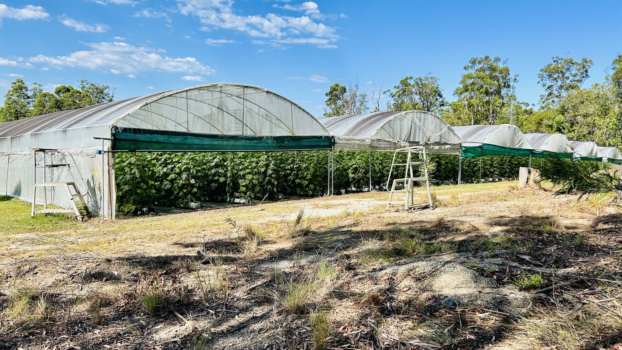 Dain Mavin Organics SX#21019 – Corindi, NSW