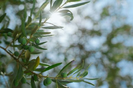 Olive Leaves GC