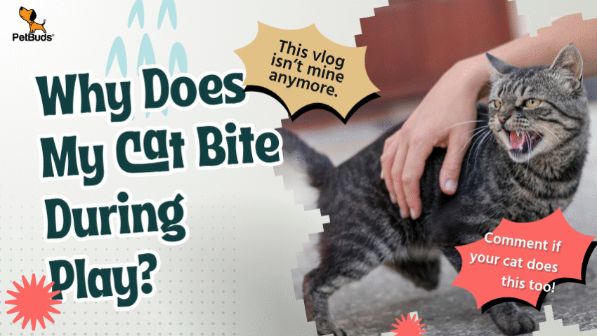 Why Does My Cat Bite During Play Petbuds