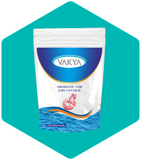 Probiotic Sachet and Suspension