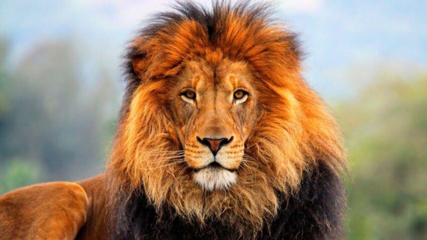 lion 1