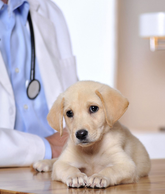 veterinarian clinic