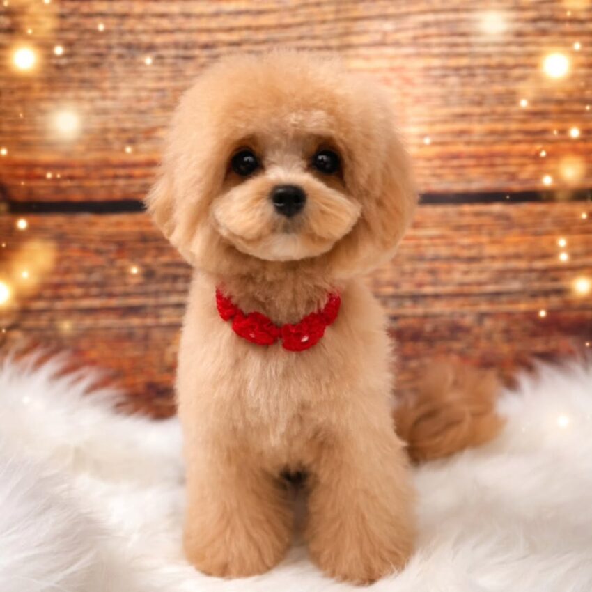 All fluffed up and ready for Christmas cuddles