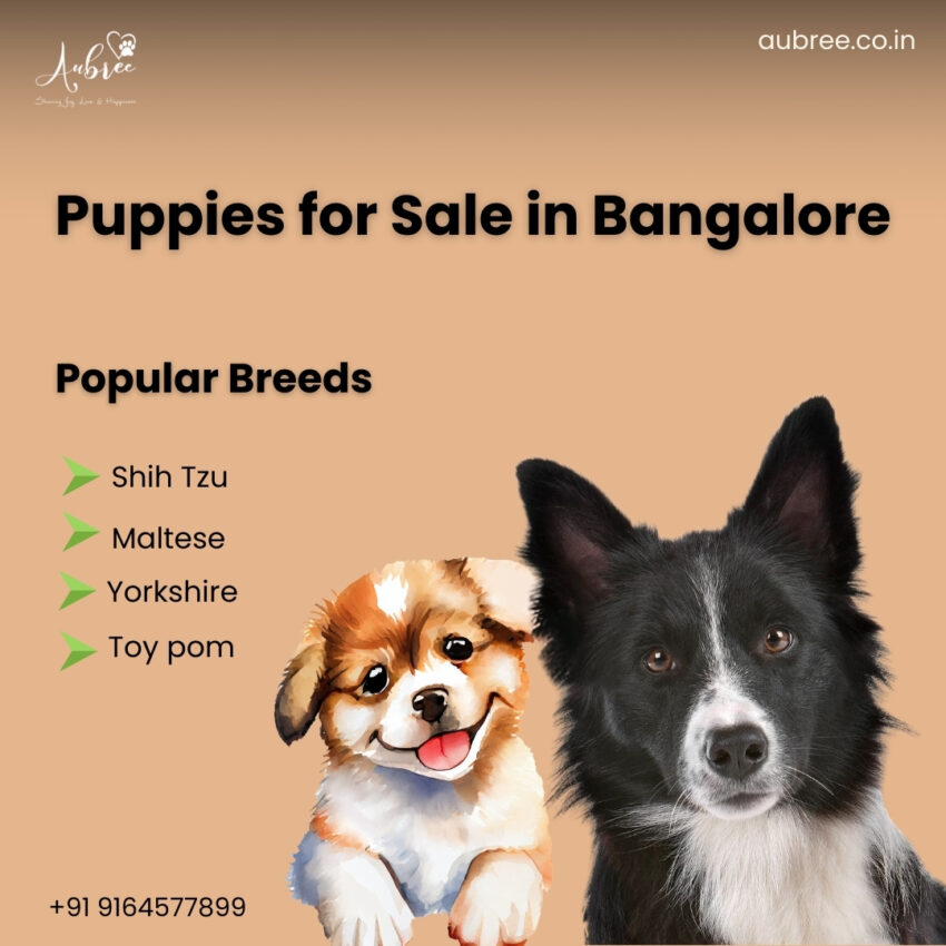 Puppies for Sale in Bangalore