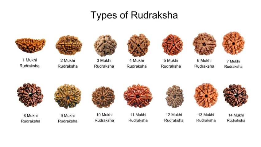 Rudraksha