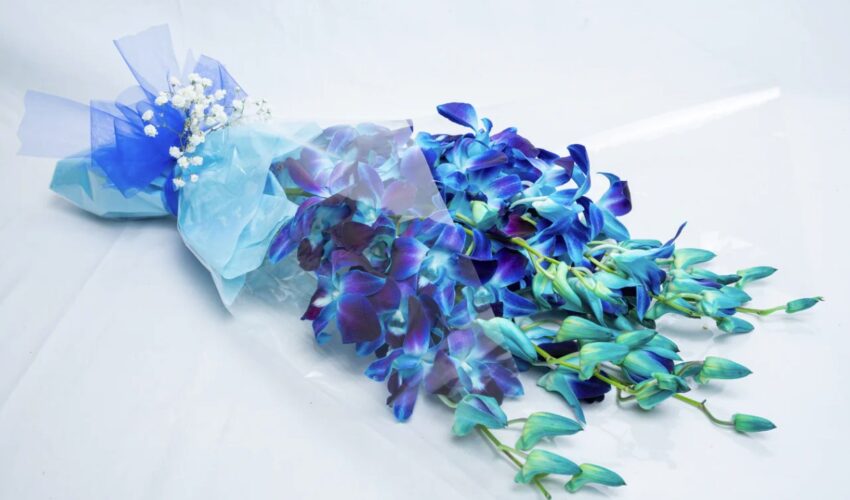 blue orchid
