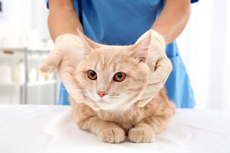 red tabby cat vet clinic 392895 247824