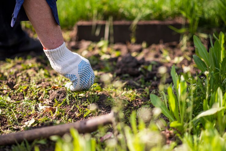 old man hands uprooting weeds his garden 114354 4296
