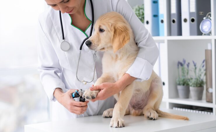 veterinarian cutting young dog claws clinic 143092 2551