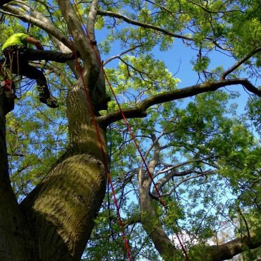 tree pruning