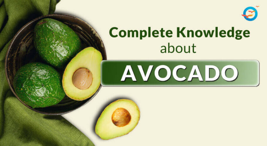 Avocado for diabetes