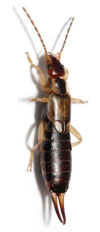 pest control