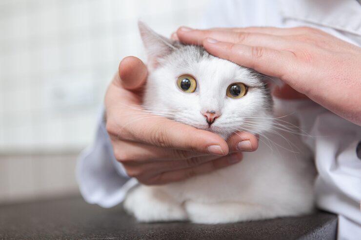 male vet with cat his clinic 118628 1977
