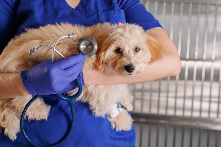 veterinarian holding dog stetoskop veterinary clinic caring sick animals 627378 9164