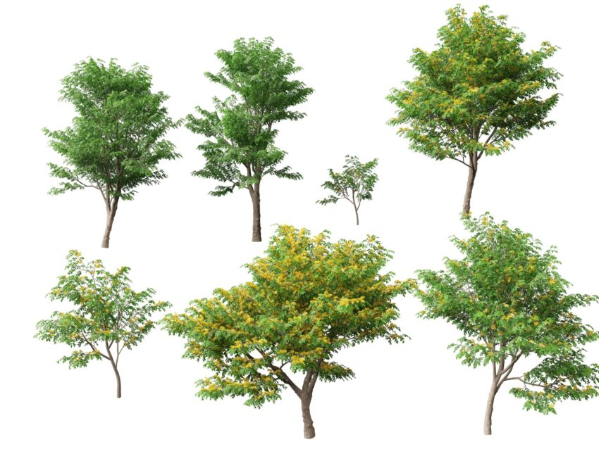 imgi 94 Pterocarpus macrocarpus 01 9