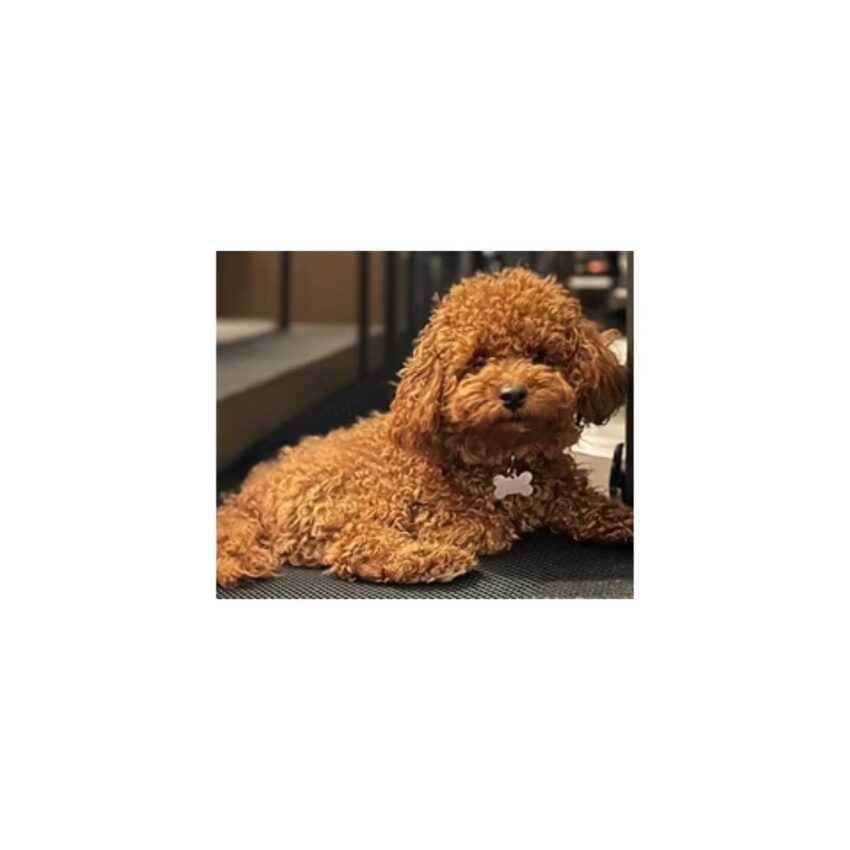Bluegrass Puppies Article1 March
