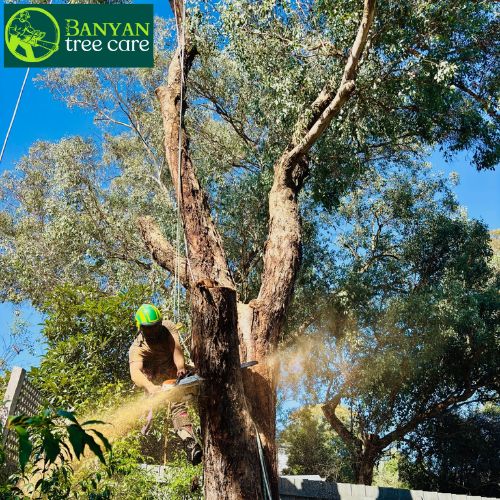 Tree Lopping and Pruning