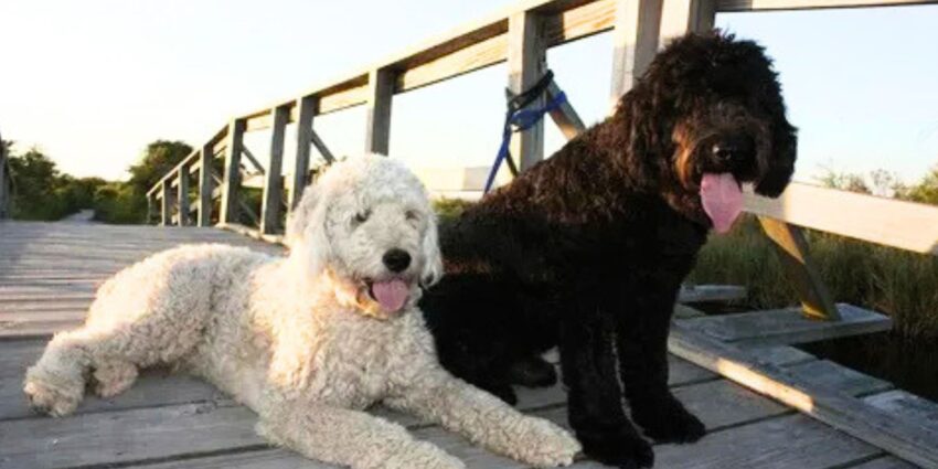 Double Doodles for sale in Riverside County