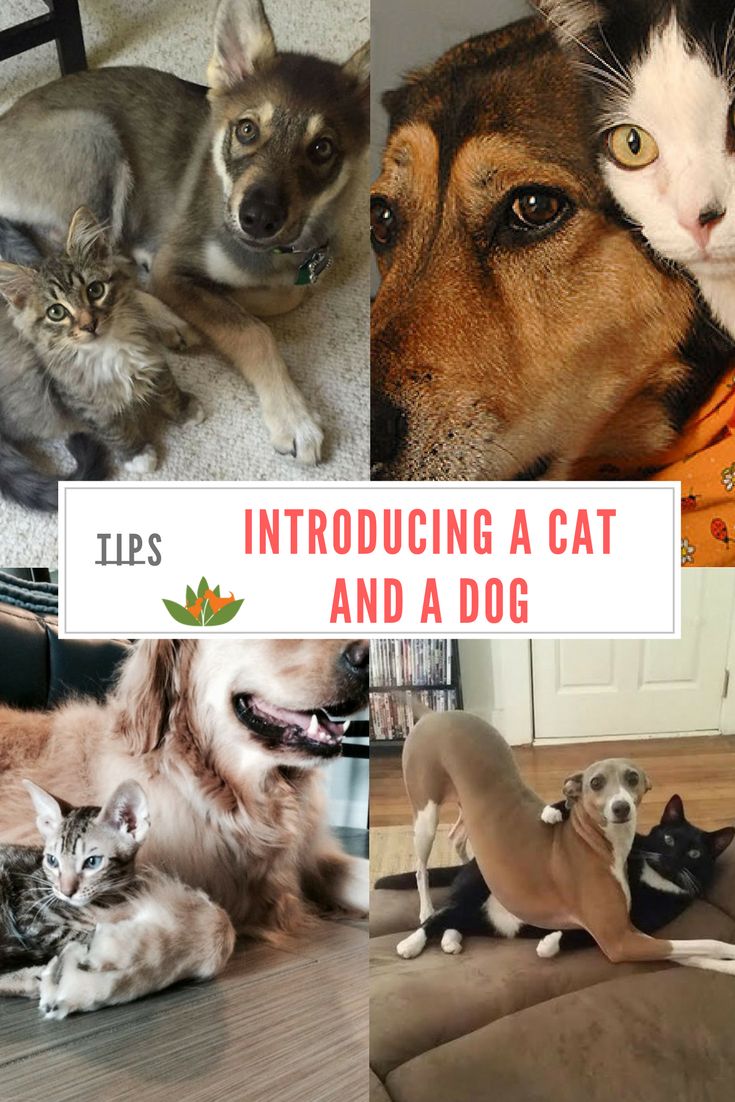 introducing a new dog to cats
