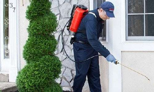 AFFORDABLE PEST TREATMENT PERTH