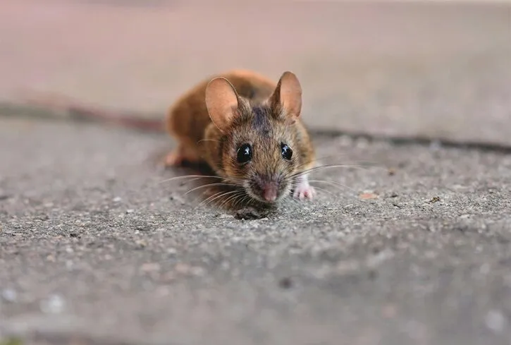 rat
