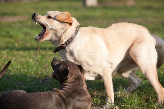 dog aggression toward other dogs