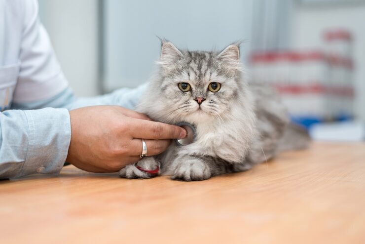 veterinarian use stethoscope diagnose cute cat 37722 67