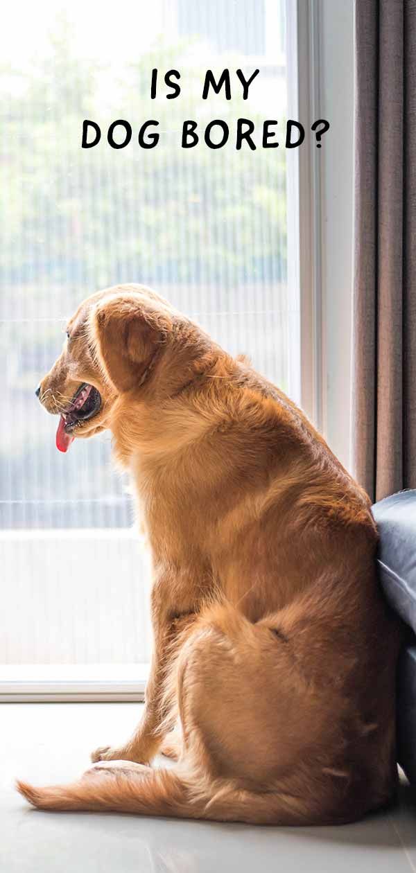 Dog Boredom Symptoms