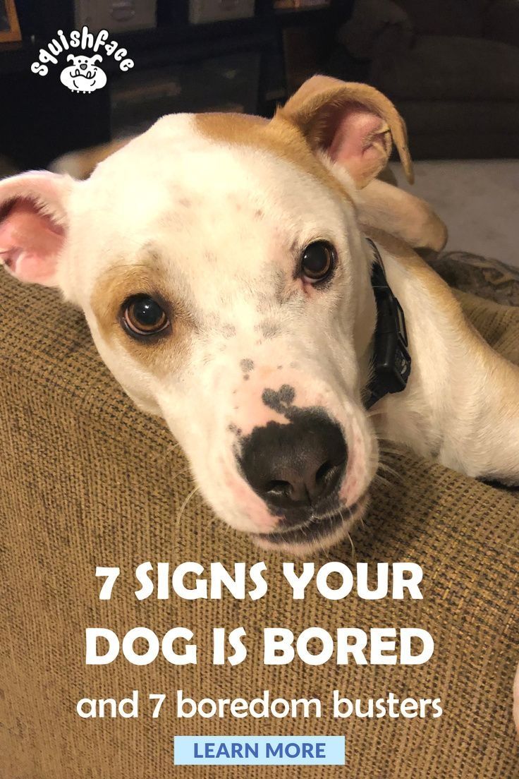 How Do You Know If Your Dog Is Bored