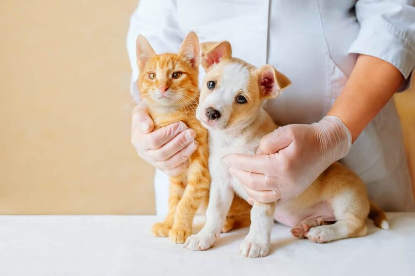 kitten and puppy