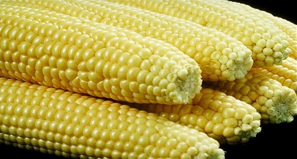 Corn Price trend