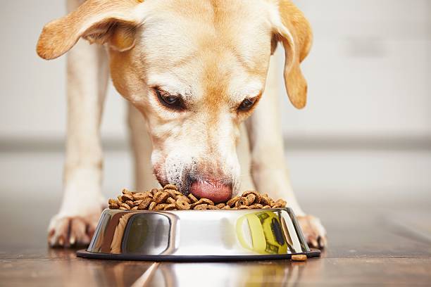 pet food 1