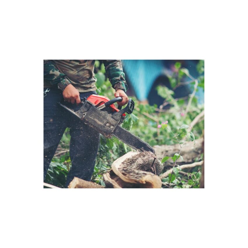 Boling Trees Services Blog June