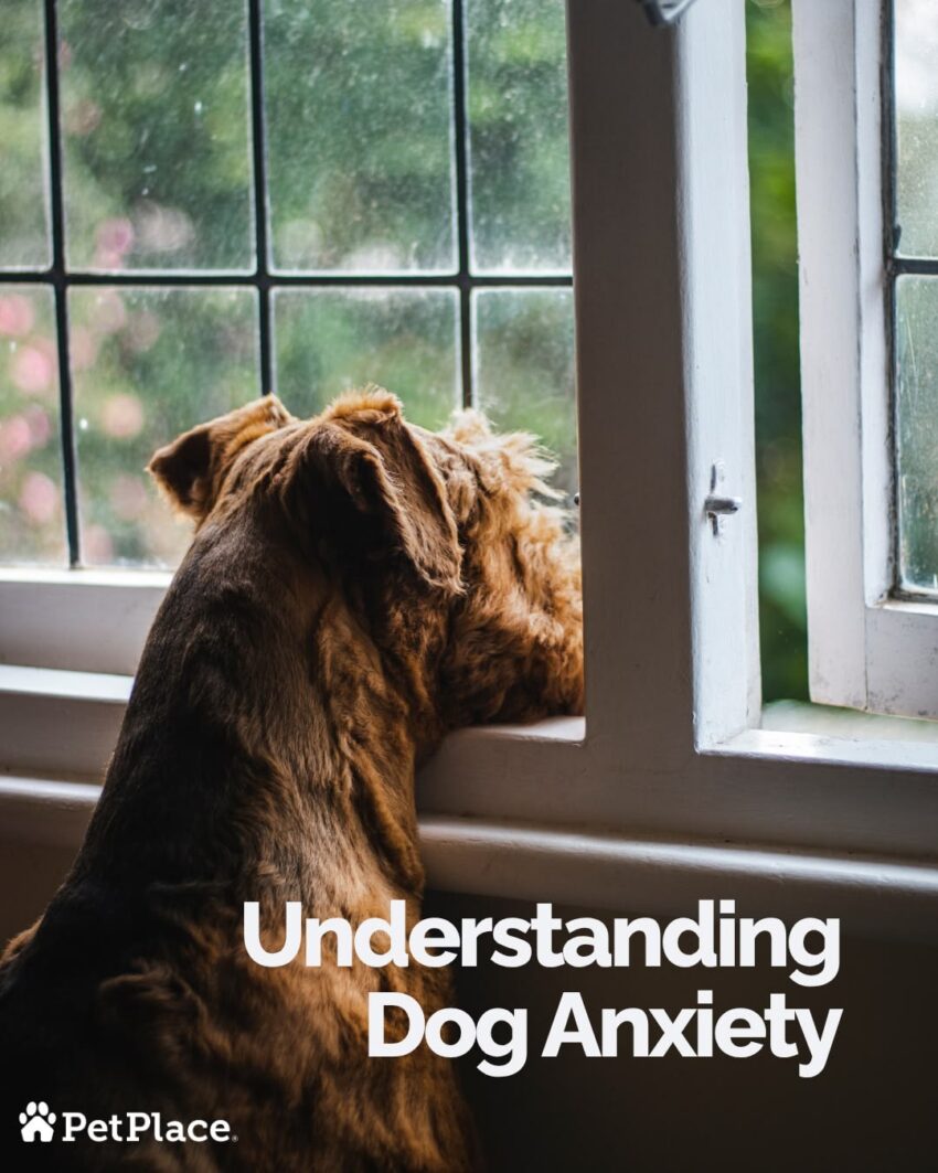 Signs of Dog Anxiety