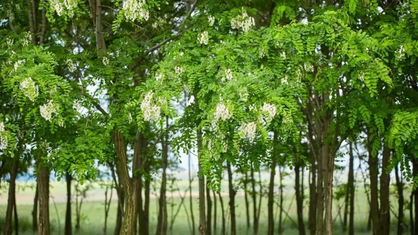 66cebdfaa97e04ac6f13ec8b Black locust p 1600 ezgif.com webp to jpg converter 1
