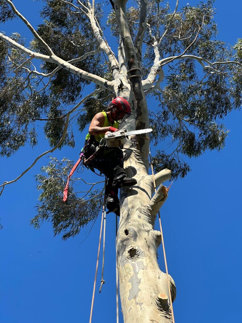 tree removal melbourne Copy