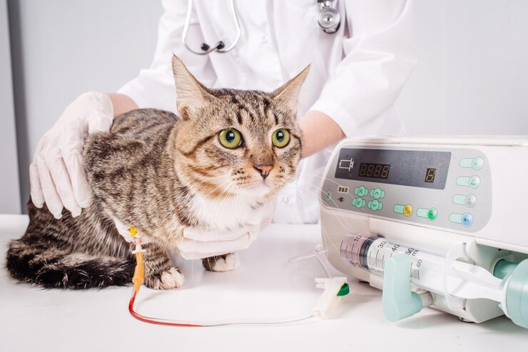 cat drip vet animal concept 650851 4058