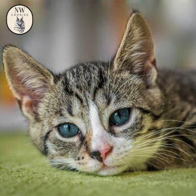 How to Find Trusted Breeders and High Quality Kittens NW Coonies