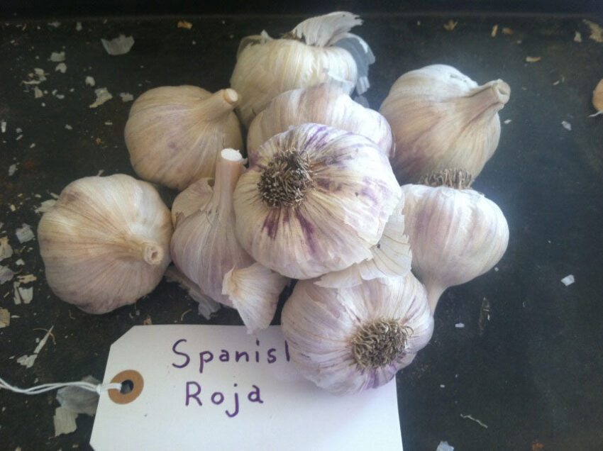 SpanishRojaGarlic 1