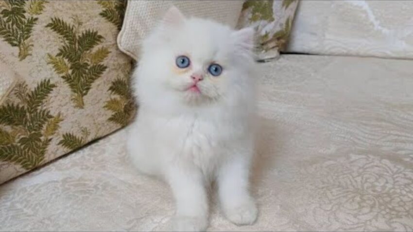 How Expert Breeders Raise Social Persian Kittens for New Owners