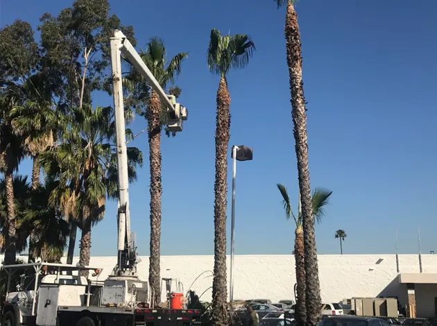tree services 1