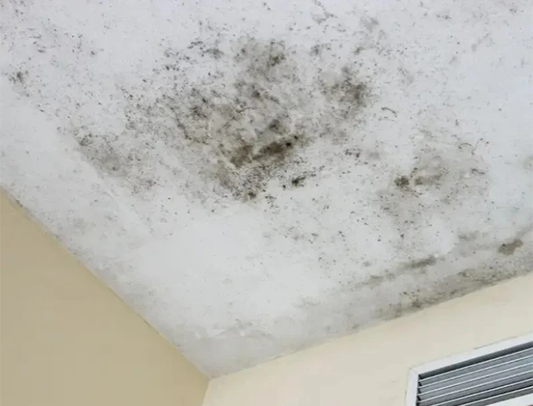 Mold Removal Services in Chatsworth 2 converted from webp
