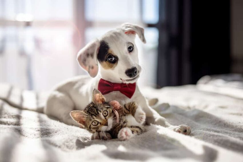 happy pets