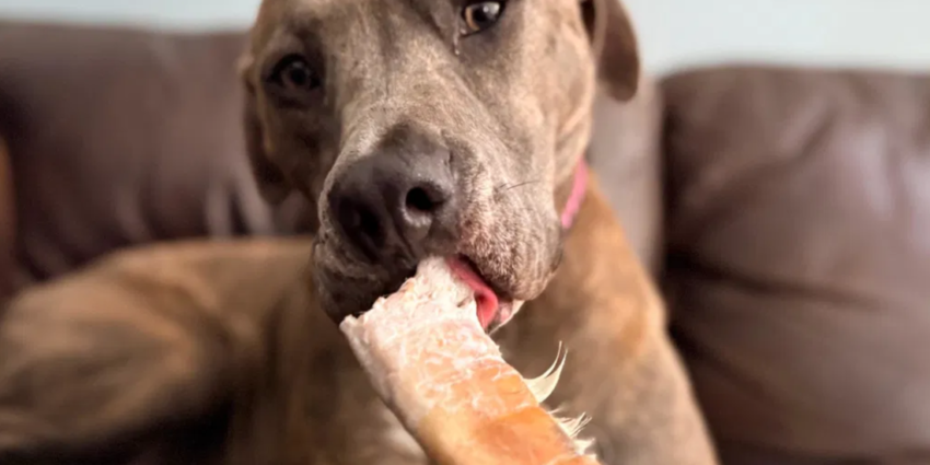 Beef Cheek Rolls for Every Breed How Often Should You Offer Them