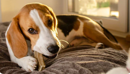 safe and healthy dog treats