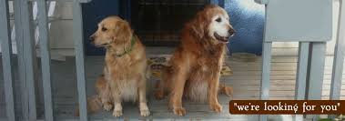 Wag Along Pet Care