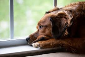 Best Spacious Pet friendly house rental in Ny