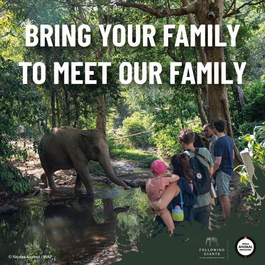 Elephant Sanctuary Tour