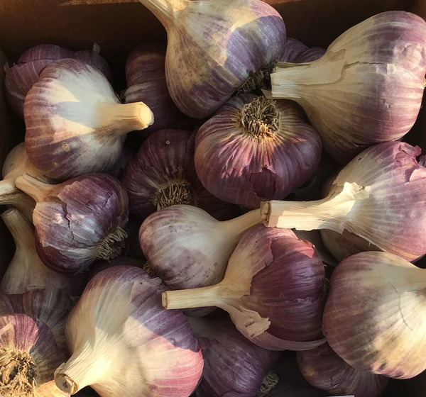 red russian garlic 1