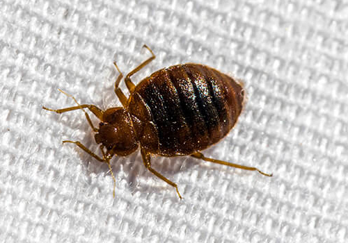 bed bug control st johns fl 1